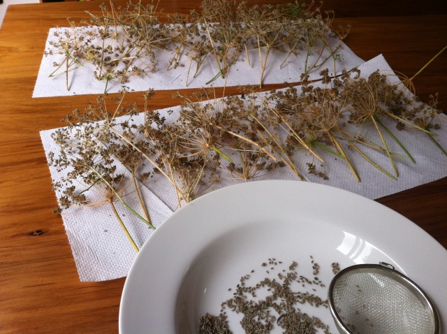 Harvesting and drying parsley seeds from our garden